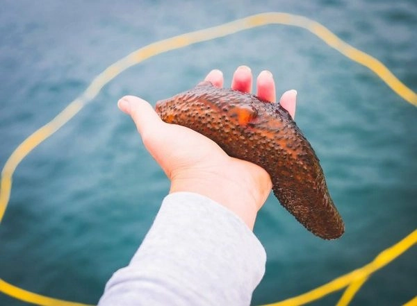 Science News | Do You Know Sea Cucumbers Can Teach Us About Self-defence? Study Reveals