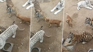 Golden Retriever Chills With Tigers, Watch Pupper Roam Fearlessly Among Big Cats in This Viral Video!