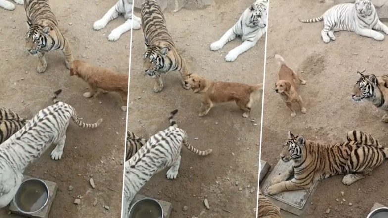 Golden Retriever Chills With Tigers, Watch Pupper Roam Fearlessly Among Big Cats in This Viral Video!