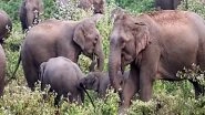 India News | Odisha Govt Forms SIT to Probe Elephant Deaths in Athagarh Forest Division