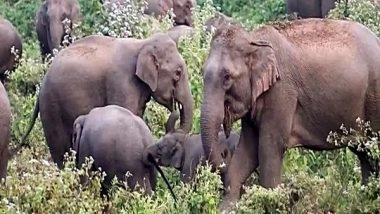 India News | Odisha Govt Forms SIT to Probe Elephant Deaths in Athagarh Forest Division