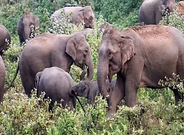 India News | Odisha Govt Forms SIT to Probe Elephant Deaths in Athagarh Forest Division