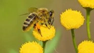 Science News | Clues to Bee Health Found in Their Gut Microbiome: Research