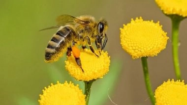 Science News | Clues to Bee Health Found in Their Gut Microbiome: Research
