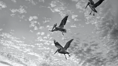 Science News | Dynamic Soaring Isn't Just for Albatrosses: Research