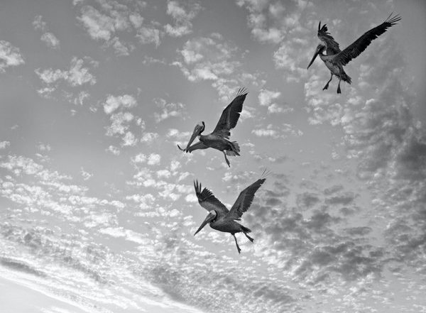 Science News | Dynamic Soaring Isn't Just for Albatrosses: Research