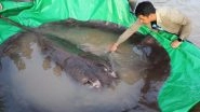 World&rsquo;s Largest Freshwater Fish Found in Cambodia! See Pictures of the 13-Feet Long Stingray Fish That Weighs 660 Pounds!