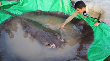 World’s Largest Freshwater Fish Found in Cambodia! See Pictures of the 13-Feet Long Stingray Fish That Weighs 660 Pounds!