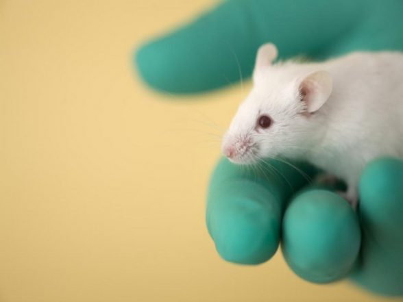 Science News | Mice Robustly Learn to Suppress Their Innate Escape Responses: Study - Vimarsana News
