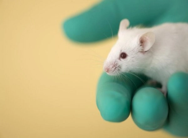 Science News | Mice Robustly Learn to Suppress Their Innate Escape Responses: Study