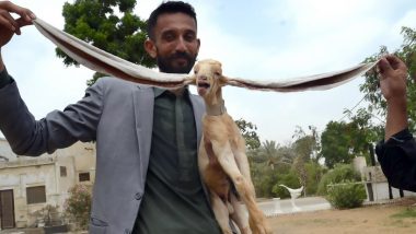 Baby Goat Simba Born With 19-Inch Ears in Pakistan; Viral Picture of The Nubian Animal Will Leave You Astounded!