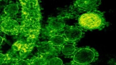 Health News | Study Finds Immune Therapy Targets Cells That Cause Leukemia Relapse