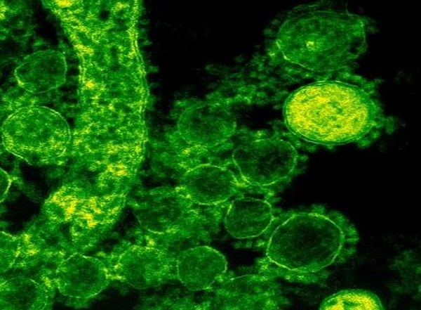 Health News | Study Finds Immune Therapy Targets Cells That Cause Leukemia Relapse
