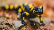 Science News | Study: Climate Change May Affect Distribution of Salamander Species in US, Canada