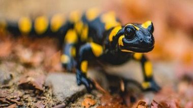 Science News | Study: Climate Change May Affect Distribution of Salamander Species in US, Canada