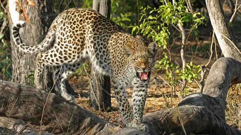 Leopard Attack in Aarey Colony: Cattle Farm Worker Attacked by Big Cat  While Talking on Phone, Second Incident This Week | 📰 LatestLY