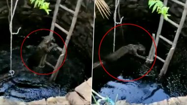 Odisha: Fire Dept Officials Rescue Leopard from Well in Sambalpur Using a Wooden Ladder; Watch Video