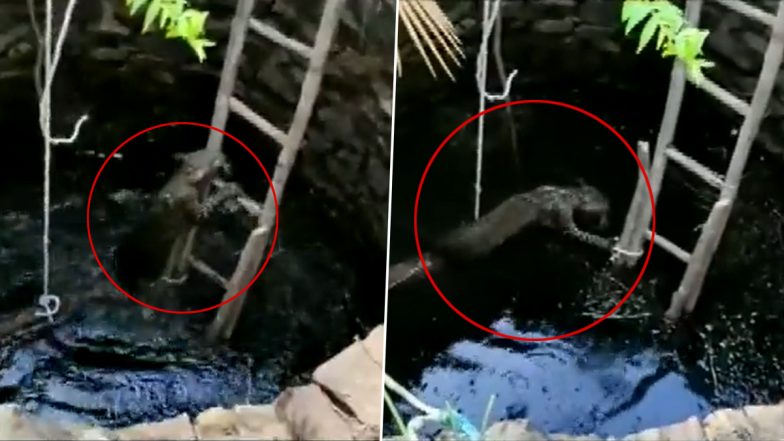 Odisha: Fire Dept Officials Rescue Leopard from Well in Sambalpur Using a Wooden Ladder; Watch Video