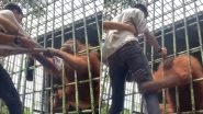 Don't Mess With Apes! Orangutan Grabs Man Tightly As He Gets&nbsp;Too Close To The Animal's Enclosure; Watch Viral Video&nbsp;