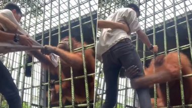 Don't Mess With Apes! Orangutan Grabs Man Tightly As He Gets Too Close To The Animal's Enclosure; Watch Viral Video 