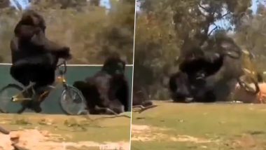 Watch: Viral Video of Gorilla Falling Down After Riding Bicycle is Too Funny To Miss! 