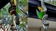 Huge Python Caught Feasting On&nbsp;Rainbow Lorikeet While Hanging Upside-Down From Roof; See Viral Pics&nbsp;