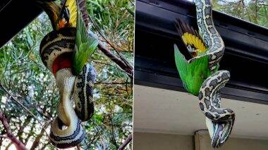 Huge Python Caught Feasting On Rainbow Lorikeet While Hanging Upside-Down From Roof; See Viral Pics 