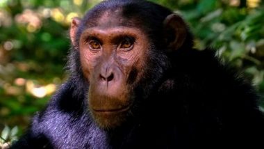 Science News | Chimpanzees Blend Their Sounds to Generate a Range of Vocal Patterns, Finds Study