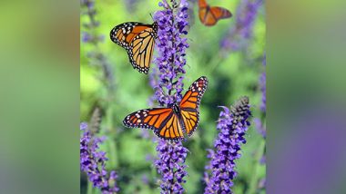 Science News | Research: Monarch Butterflies Slated for Extinction Due to Diminishing Winter Colonies