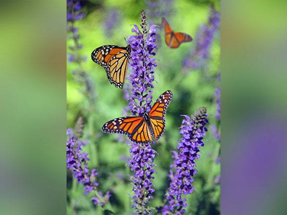 Science News | Research: Monarch Butterflies Slated for Extinction Due to Diminishing Winter Colonies - Vimarsana News