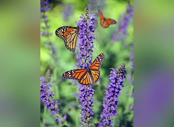 Science News | Research: Monarch Butterflies Slated for Extinction Due to Diminishing Winter Colonies