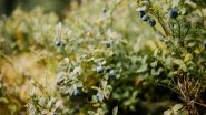 Environment News | Wild Blueberry Fields in US' Maine Experience Warming Differently by Location, Season, Time: Study