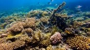 Environment News | Study Shows Mangrove and Reef Restoration Delivers Positive Returns for Flood Protection
