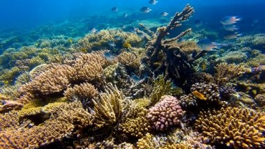 Environment News | Study Shows Mangrove and Reef Restoration Delivers Positive Returns for Flood Protection