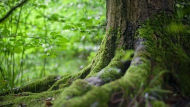 Environment News | Study Shows That Invasive Species Are Gaining Charge over American Forests