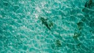 Environment News | Research Finds Sharks May Be Closer to the City Than We Think