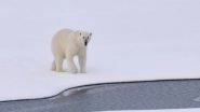 Science News | Study: Polar Bears of Greenland Shed Light on Future of the Species in Warming World