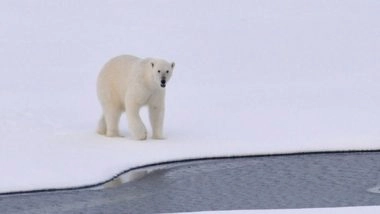 Science News | Study: Polar Bears of Greenland Shed Light on Future of the Species in Warming World
