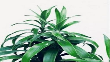 Science News | New Developed Artificial Photosynthesis to Help Make Food Production More Energy-efficient