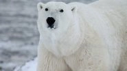 Science News | Population of Polar Bears Shed Light on Species' Future in Warming Arctic: Study