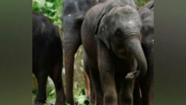 India News | Carcass of Elephant Calf Found in Assam's Nagaon