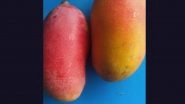 Madhya Pradesh: &lsquo;Taiyo No Tamago&rsquo;, Special Variety of Mango Priced at Rs 2.5 Lakh per Kg in Japan, Being Grown in Jabalpur
