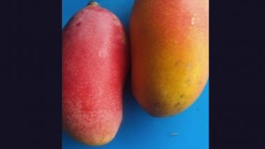 Madhya Pradesh: ‘Taiyo No Tamago’, Special Variety of Mango Priced at Rs 2.5 Lakh per Kg in Japan, Being Grown in Jabalpur