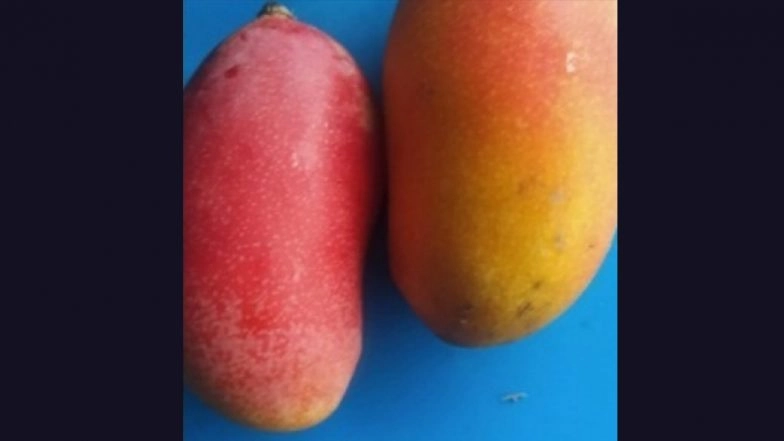 Madhya Pradesh: ‘Taiyo No Tamago’, Special Variety of Mango Priced at Rs 2.5 Lakh per Kg in Japan, Being Grown in Jabalpur