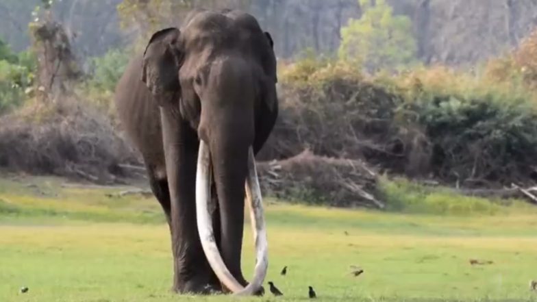 Kabini's 70-Year-Old Elephant Bhogeswara Famous For Its Longest Tusks in Asia Dies Due To Age-Related Illnesses, Wildlife Lovers Mourn Death