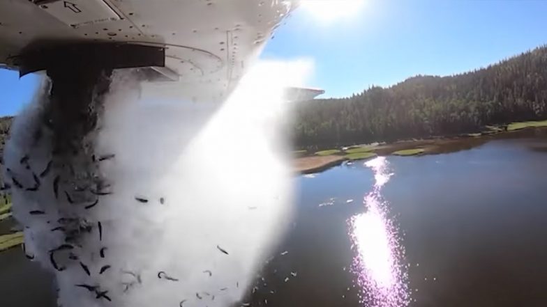 Plane Dumps Thousands of Fish Into Utah Lake As a Part of Annual Restocking; Watch Incredible Video