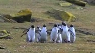 Watch: Adorable Video Of Huddle of Penguins Chasing a Butterfly Captures Internet's Attention&nbsp;
