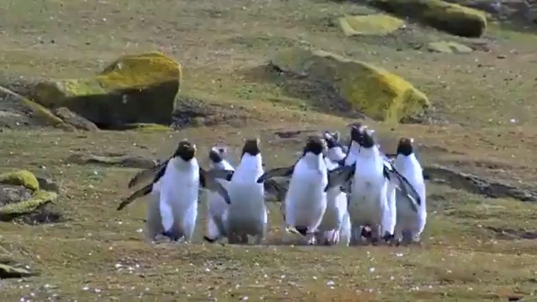 Heart-warming Video Of Penguins Chasing Butterfly Will Melt Your Heart