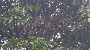 Leopard Rescued From Atop Mango Tree After&nbsp;8 Hour Long Operation; Watch Viral Video&nbsp;