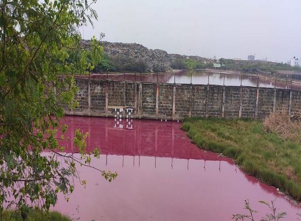 Chennai: Lake Water Turns Pink After Methane Contamination in Perungudi, Locals Demand Action